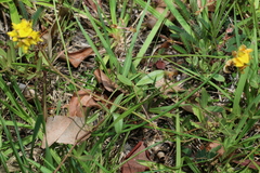 Listia bainesii