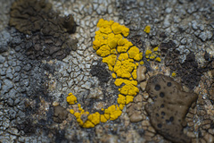 Candelariella rosulans