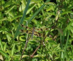 Rhyothemis graphiptera