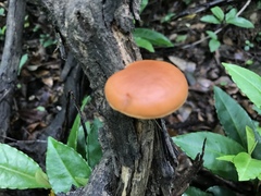 Gymnopilus liquiritiae