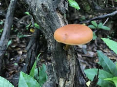 Gymnopilus liquiritiae