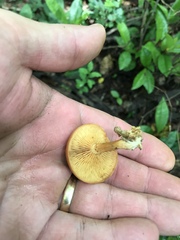 Gymnopilus liquiritiae