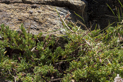 Eriogonum wrightii membranaceum