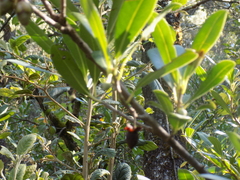 Ternstroemia lineata