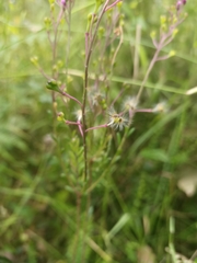 Comesperma ericinum