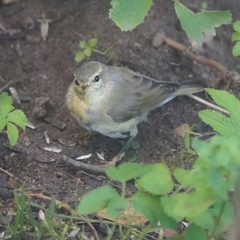 Phylloscopus trochilus