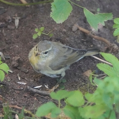 Phylloscopus trochilus