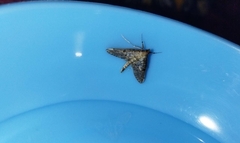 Steniodes declivalis