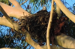 Macheiramphus alcinus