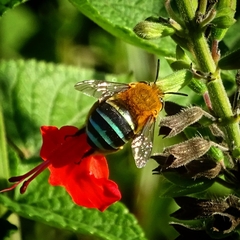 Amegilla cingulata