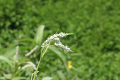 Persicaria attenuata