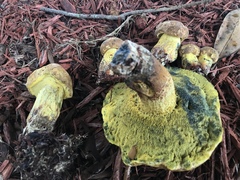 Boletus luridellus