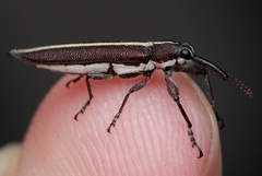 Rhinotia suturalis