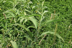 Persicaria attenuata