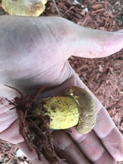 Boletus luridellus