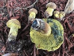 Boletus luridellus