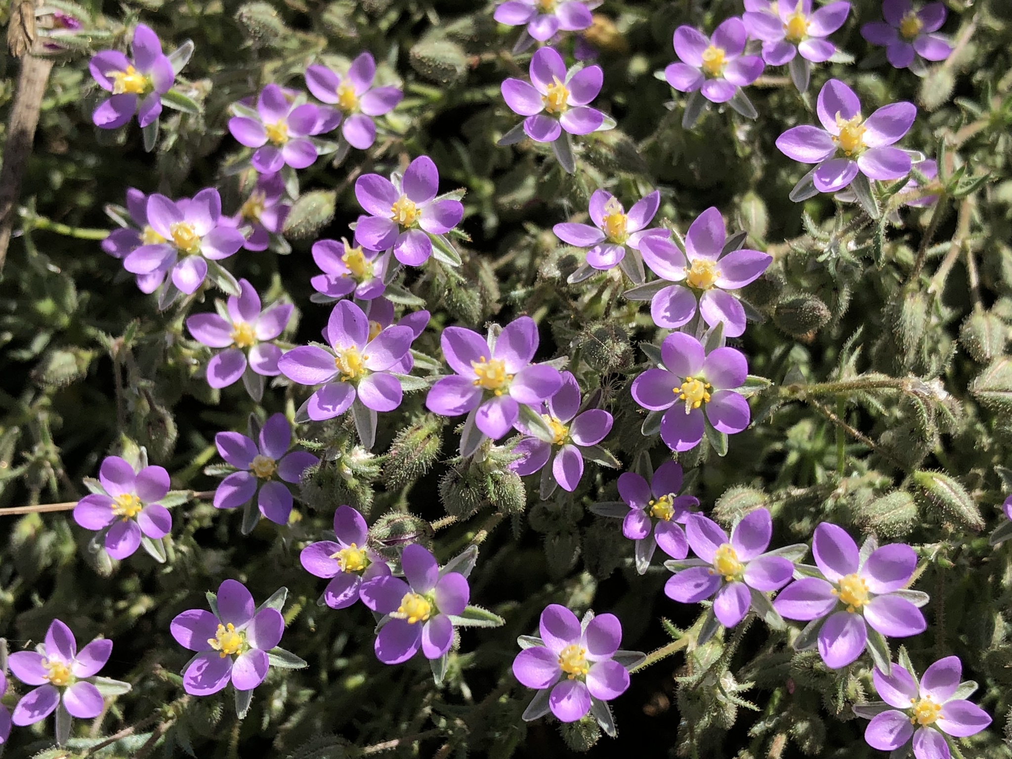 Spergularia macrotheca