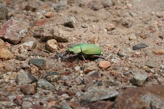 Chrysina beyeri