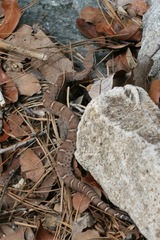 Crotalus willardi
