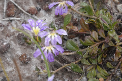 Scaevola