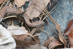 Crotalus willardi