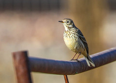 Anthus rubescens