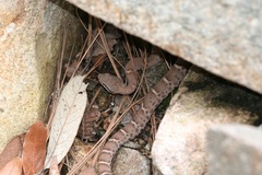 Crotalus willardi