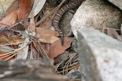 Crotalus willardi