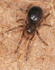 Enoplognatha thoracica