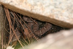 Crotalus willardi