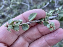 Ceanothus pauciflorus