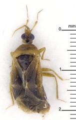 Cimicoidea
