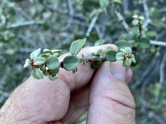 Ceanothus pauciflorus