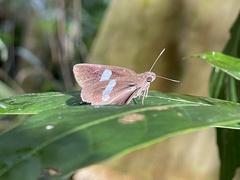 Notocrypta paralysos
