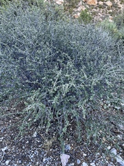 Ceanothus pauciflorus