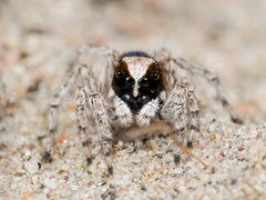 Aelurillus andreevae