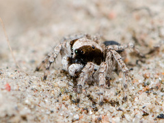 Aelurillus andreevae