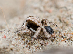 Aelurillus andreevae