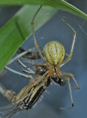 Enoplognatha ovata