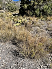 Hilaria rigida