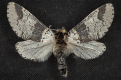 Furcula scolopendrina