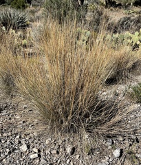 Hilaria rigida