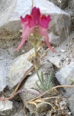 Linaria aeruginea