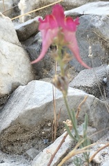 Linaria aeruginea