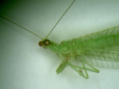 Chrysoperla carnea