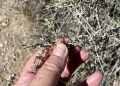 Coleogyne ramosissima