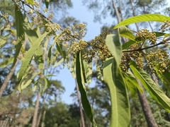 Callicarpa longissima