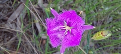 Thysanotus tuberosus