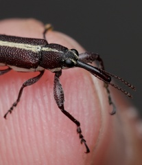 Rhinotia suturalis