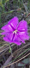Thysanotus tuberosus